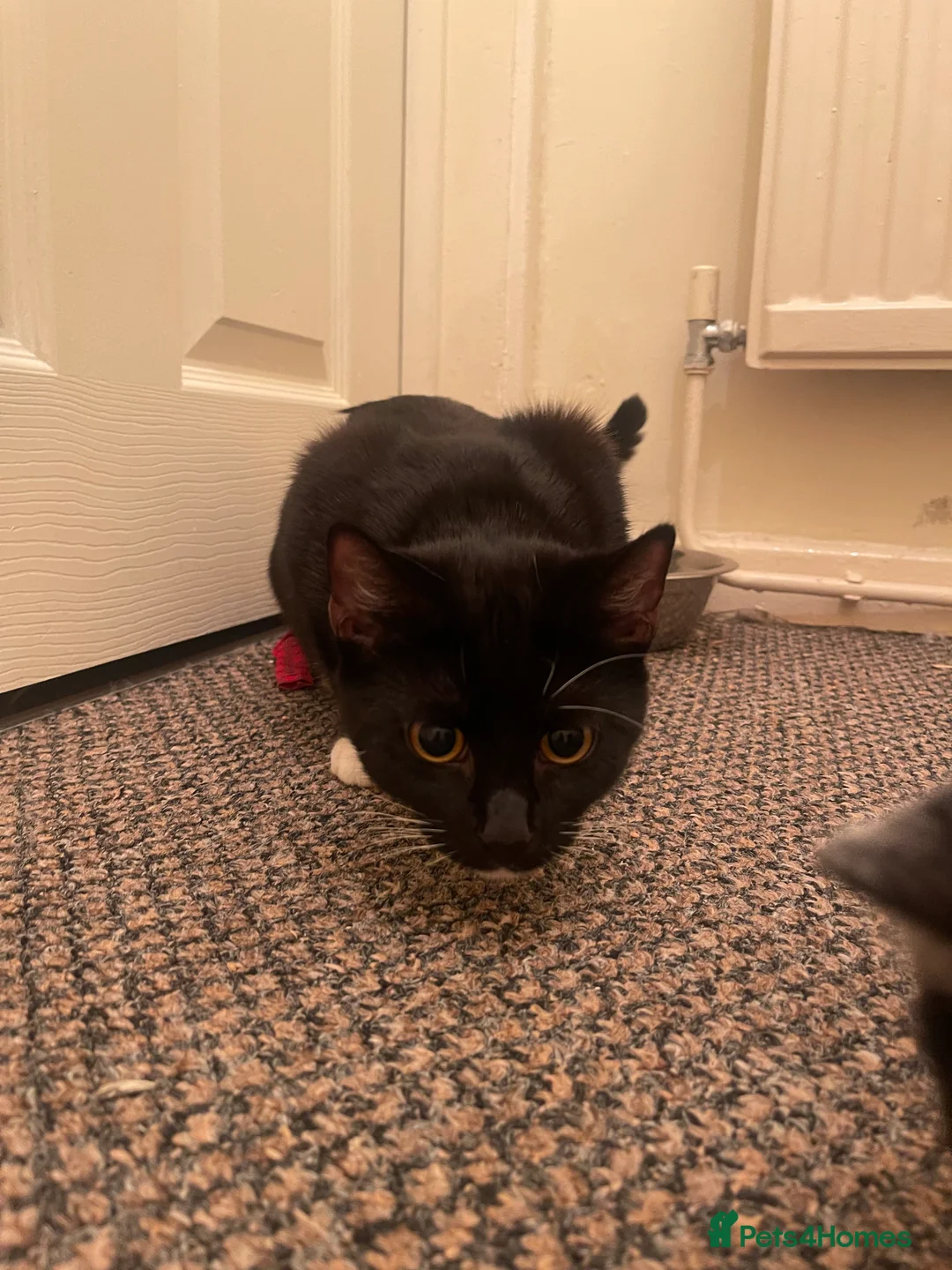 Mixed Breed cats for sale: Two male kittens looking for home  - Advert 13