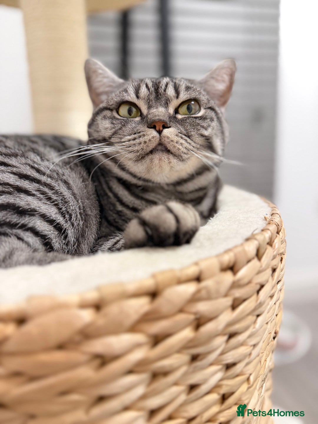 British Shorthair cats for sale: Sweet and Gentle Indoor Cat Seeking a Loving Home - Advert 3