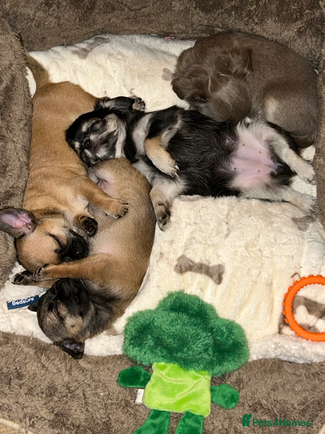 Chihuahua dogs for sale: Black and Tan girl - Advert 8