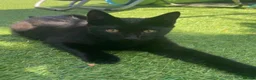 Mixed Breed cats for sale: Kitten  - Advert 3