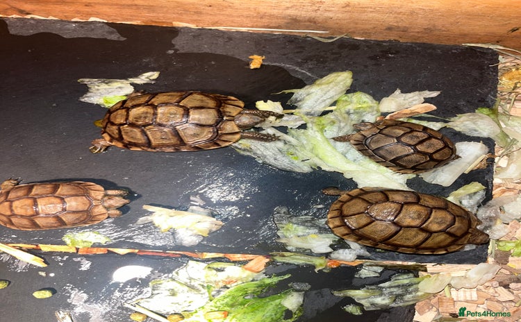 Tortoise reptiles 3 month old Greek tortoises  in London - Advert 11