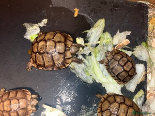 Tortoise reptiles 3 month old Greek tortoises in London - Advert 8