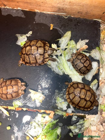 Tortoise reptiles 3 month old Greek tortoises in London - Advert 11