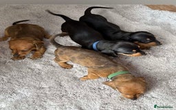 Dachshund dogs for sale: Adorable dachshund puppies ready for loving homes - Image 5