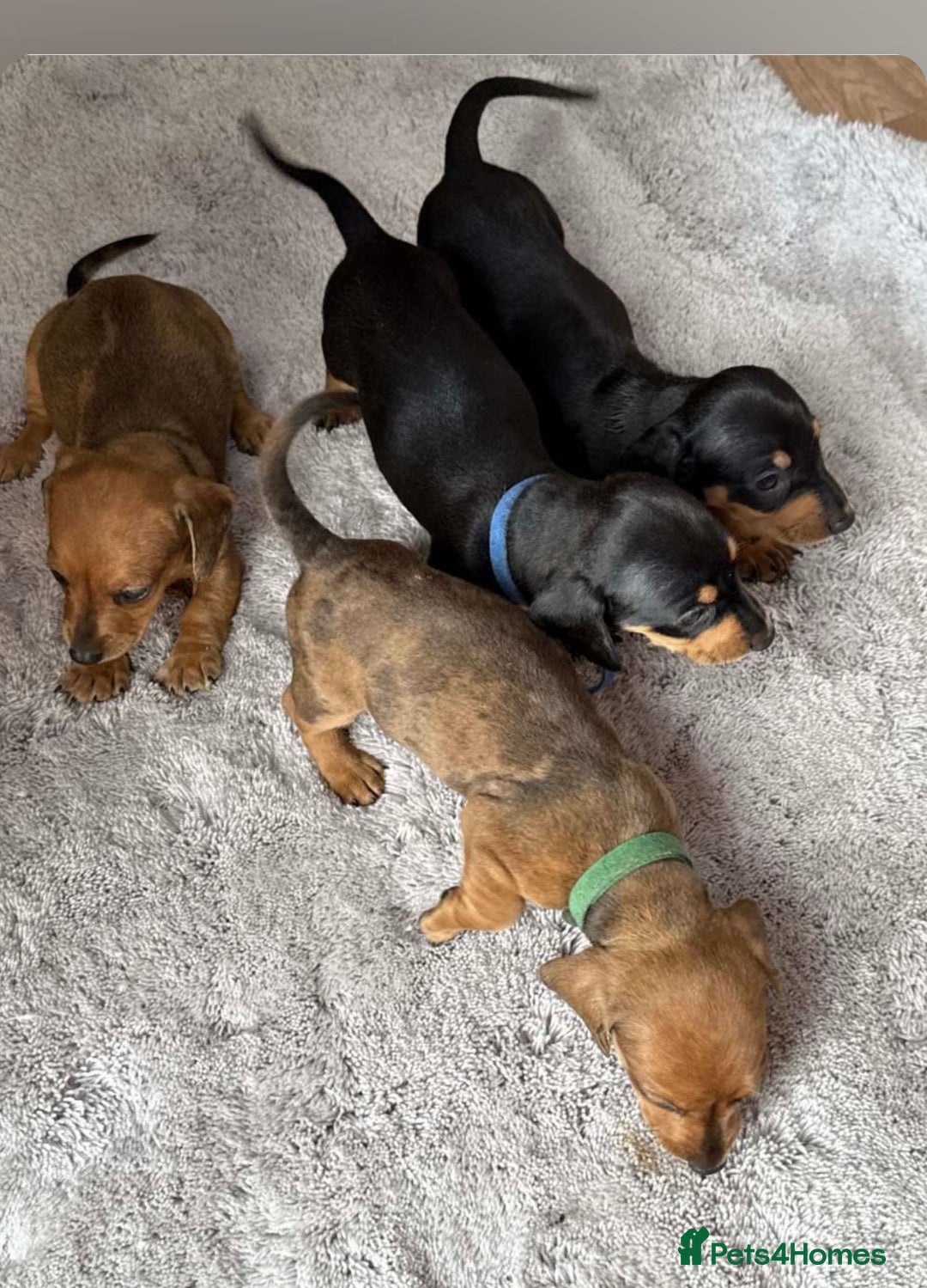 Dachshund dogs for sale: Adorable dachshund puppies ready for loving homes - Image 5