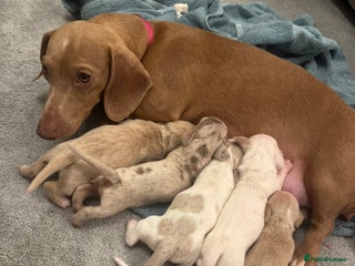 Dachshund dogs Miniature dachshund Puppies for sale - Advert 8