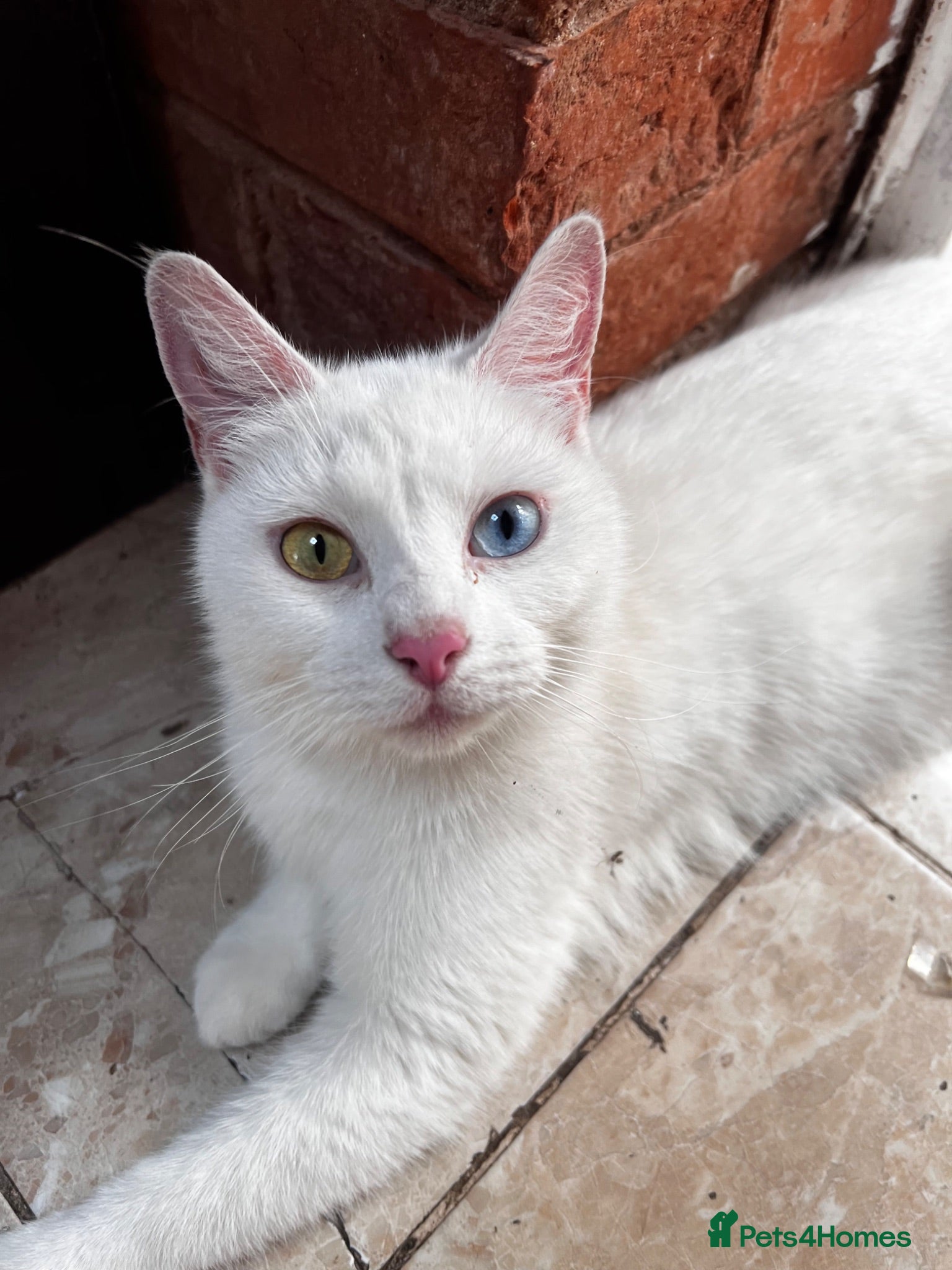 Turkish Van cats 6 Beautiful Kittens Looking for Loving Homes 🐾 - Advert 7