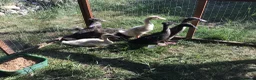 Ducks poultry for sale: Indian runner ducklings - Advert 4