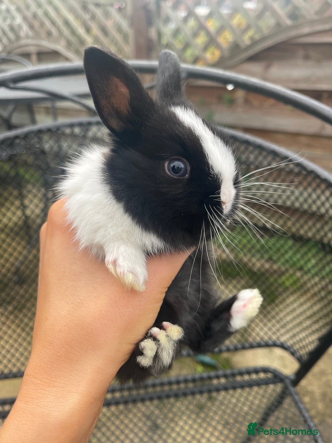 Mini Lop rabbits for sale: Baby Mini Lop Bunnies for Sale - Advert 2