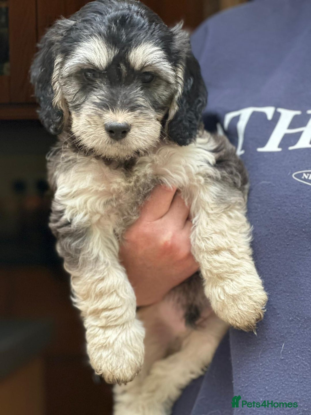 Cockapoo dogs for sale: F2 Cockapoo puppies for sale  - Image 5