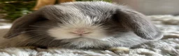 Mini Lop rabbits for sale: Stunning Lilac split/Lilac self mini lops  - Advert 7