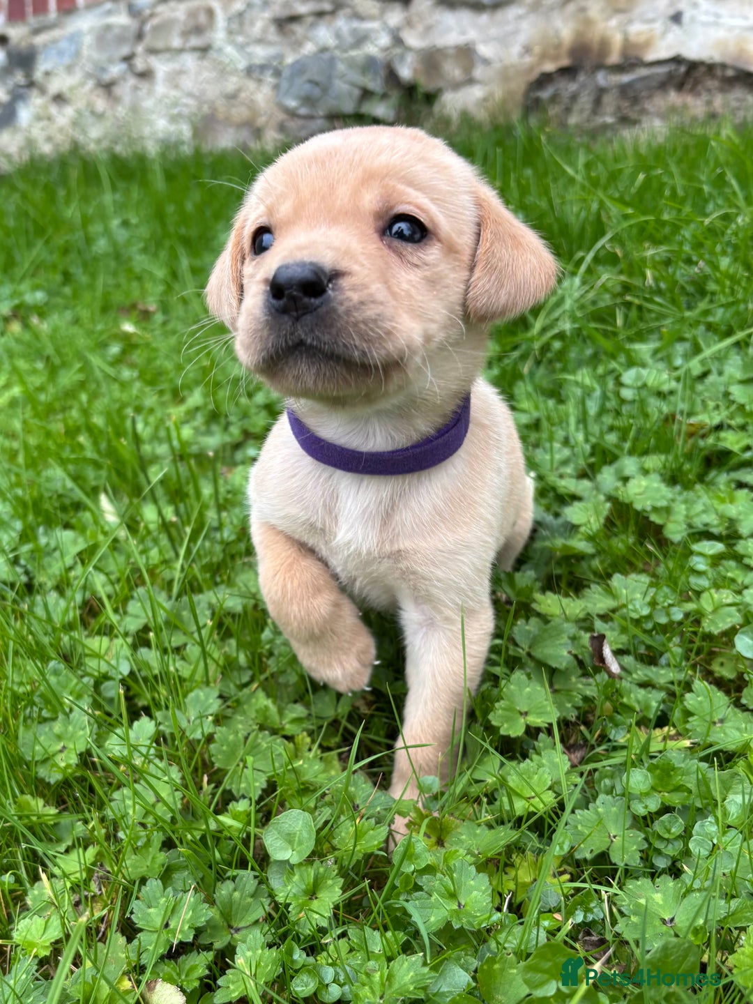 Labrador Retriever dogs for sale: Outstanding KC Registered Labrador Puppies - Image 7