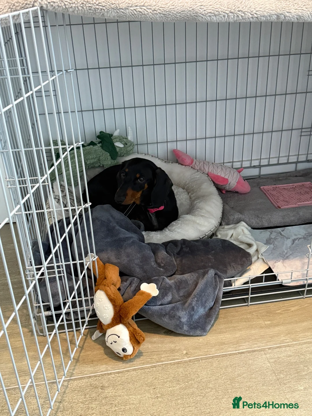 Dachshund dogs for sale: Cola  - Advert 2