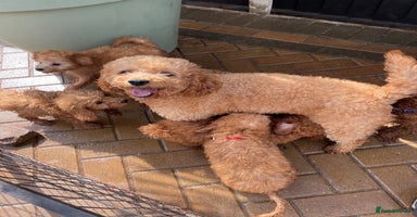 Cavapoochon dogs - Advert 2