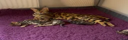 Bengal cats for sale: Pure bred Glitter Coat Bengal Kittens  in Ebbw Vale - Advert 1