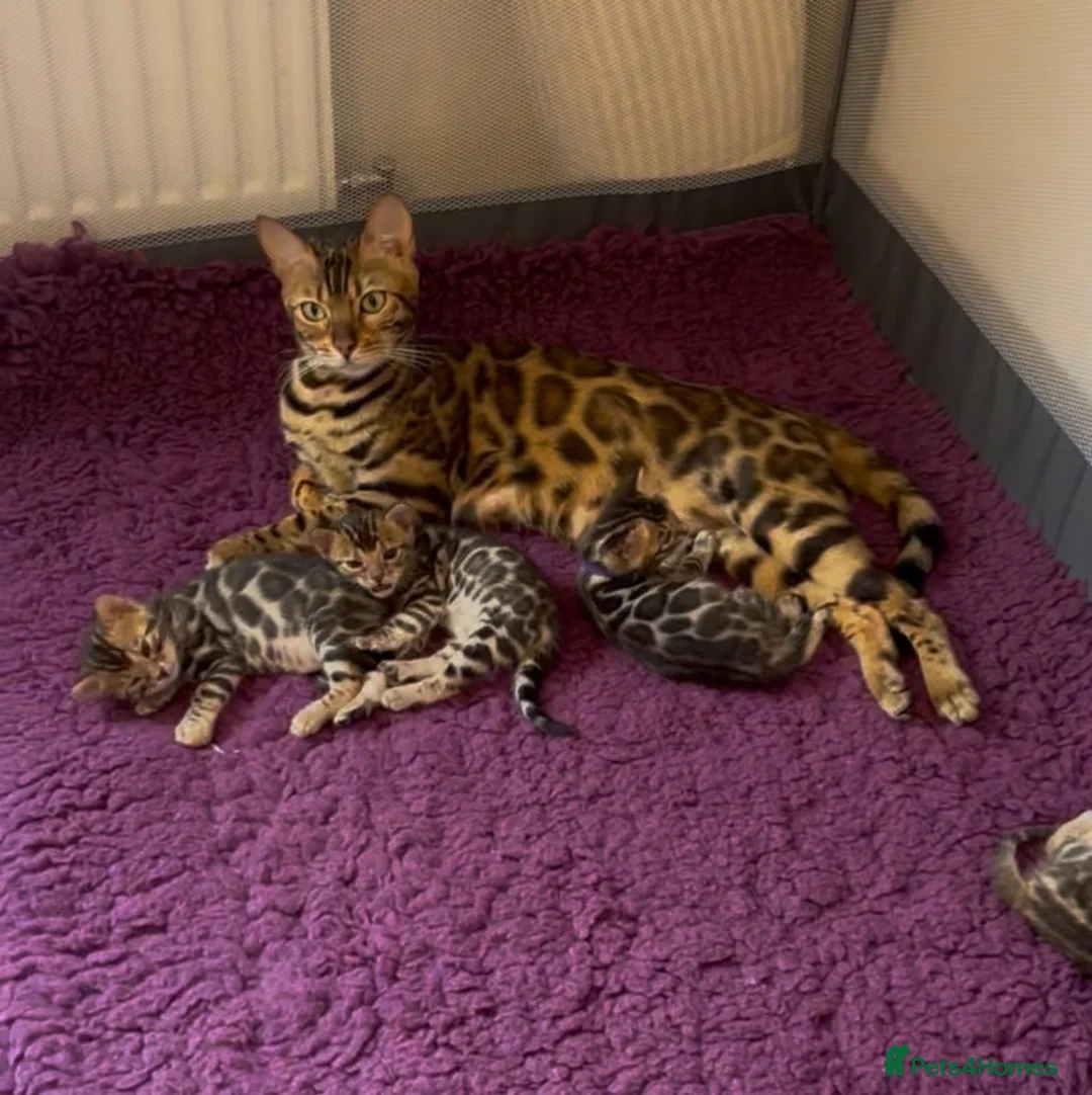 Bengal cats for sale: Pure bred Glitter Coat Bengal Kittens  in Ebbw Vale - Advert 1