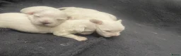 Maltese dogs for sale: 4 Maltese Puppies - Advert 6