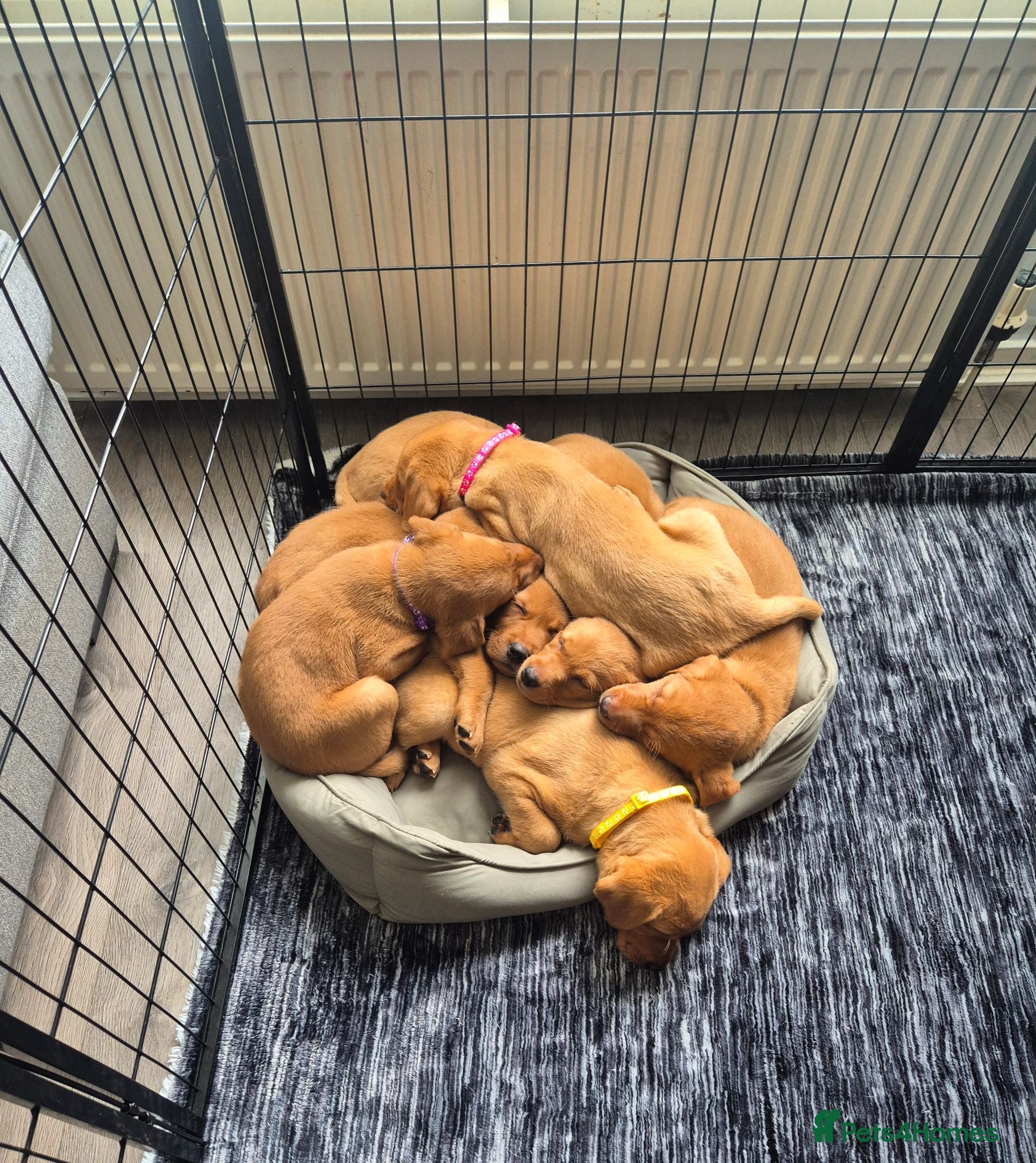 Labrador Retriever dogs *ONLY 4 REMAINING* - Fox Red Labrador Puppies - Advert 4