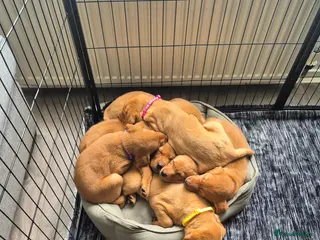 Labrador Retriever dogs *ONLY 4 REMAINING* - Fox Red Labrador Puppies - Advert 4