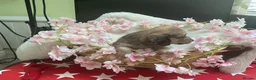 Dachshund dogs for sale: Miniture long haired dushounds puppy’s - Advert 9