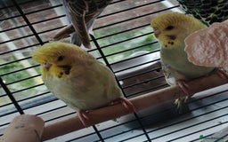 Budgerigars birds for sale: Budgies  - Image 1