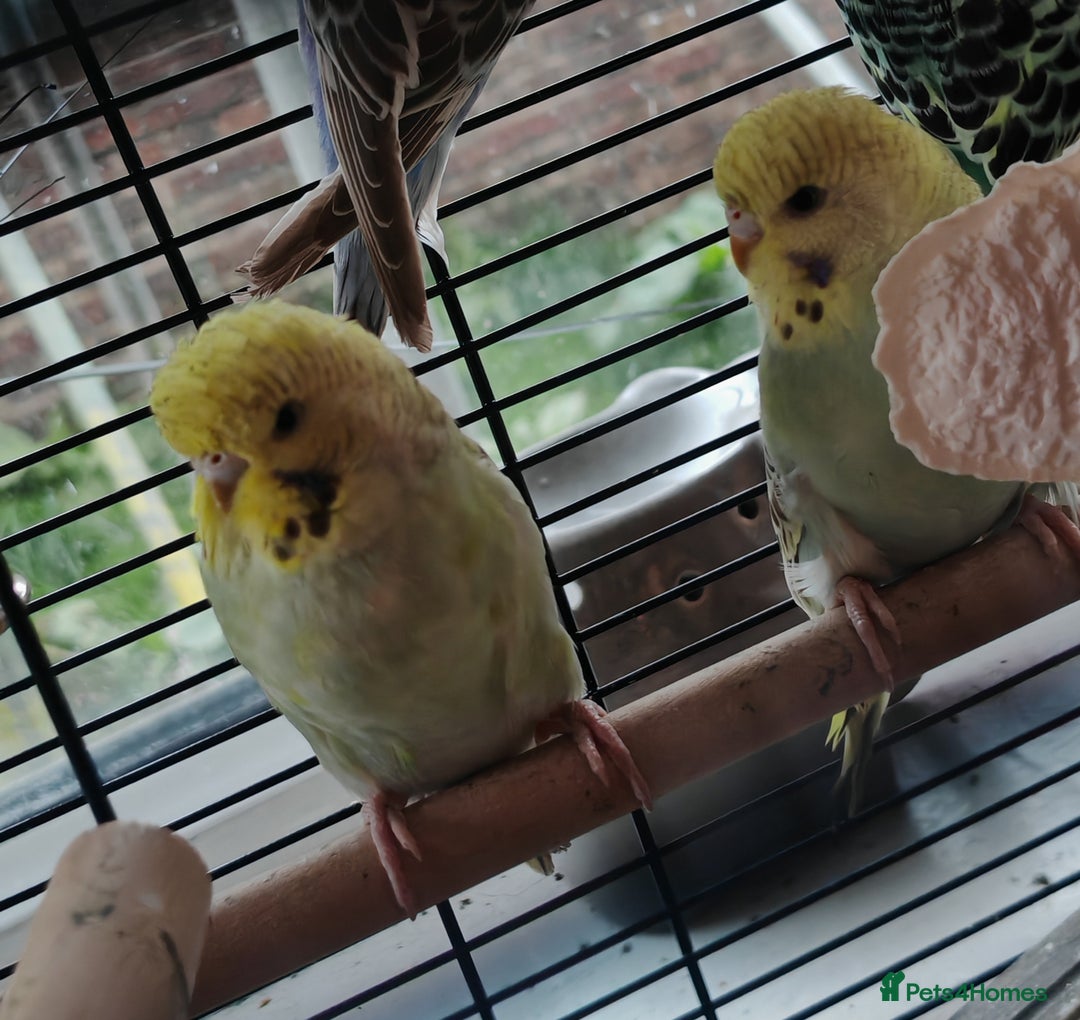 Budgerigars birds for sale: Budgies  - Image 1