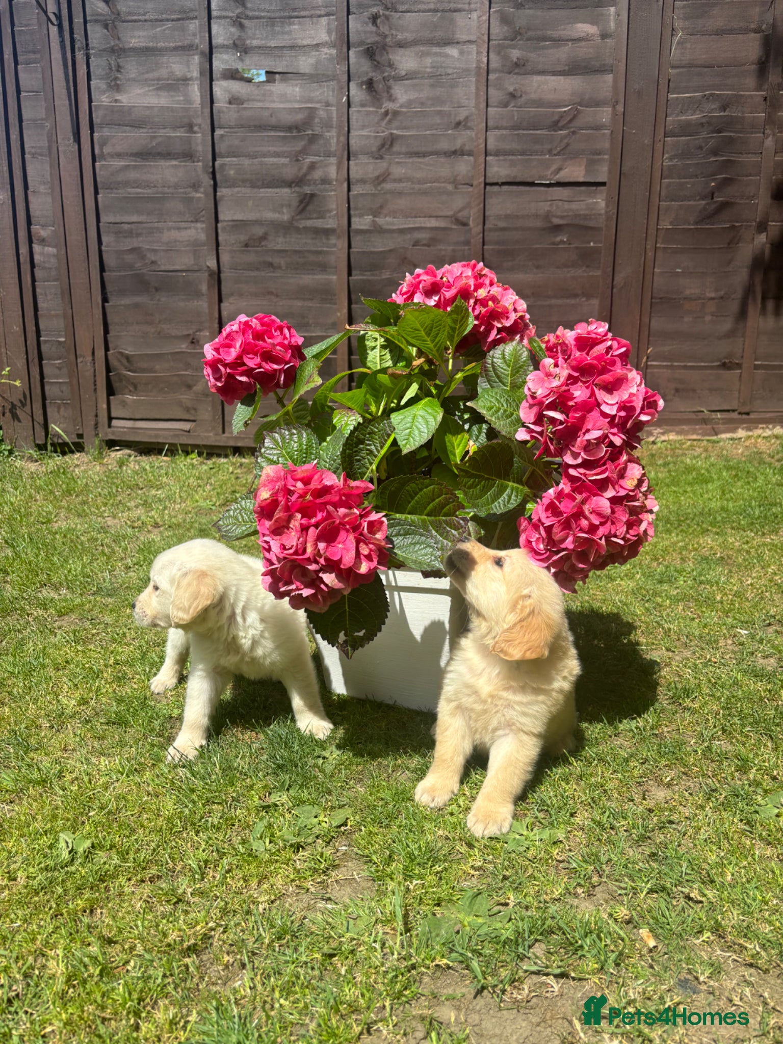 Golden Retriever dogs for sale: Golden retriever puppy’s  - Advert 4