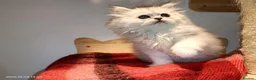 Persian cats for sale: Persian kittens  in Stoke-on-Trent - Advert 11