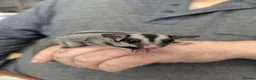 Sugar Glider rodents for sale: Female grey sugar glider. More available soon! ☺️ - Advert 3