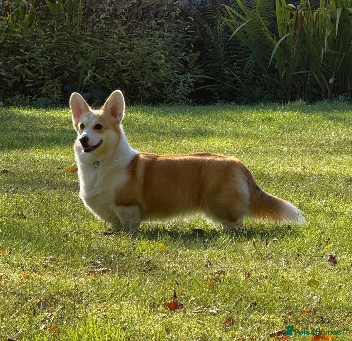 Welsh Corgi Pembroke dogs This is Saul, KC Reg, DNA Tested parents  - Advert 2