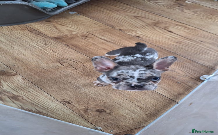 French Bulldog dogs - Advert 2
