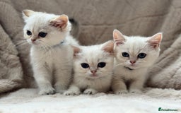 British Shorthair cats for sale: Champion sired Golden Colourpoint Kittens  - Image 12