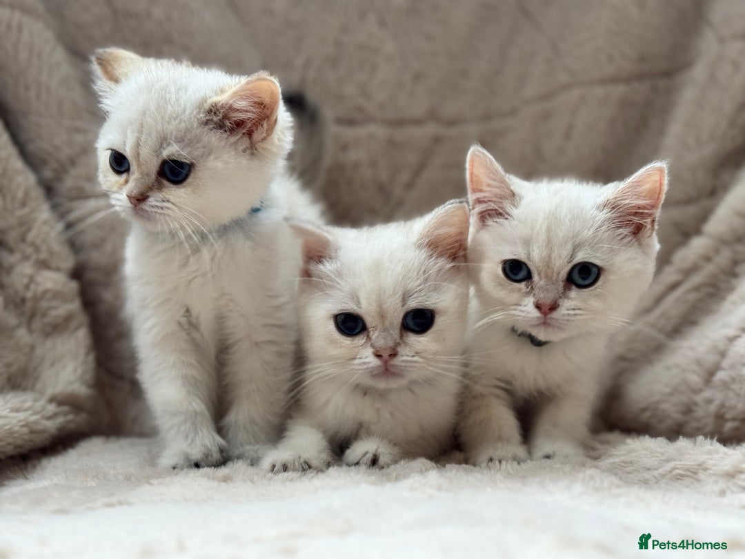 British Shorthair cats for sale: Champion sired Golden Colourpoint Kittens  - Image 12