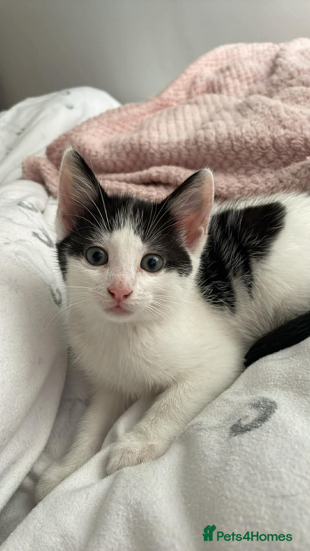 Mixed Breed cats 8 week old kittens. 2 boys 1 girl - Advert 1