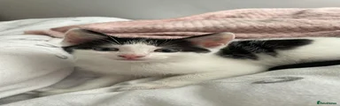 Lovable White and Black Female Kitten 8 weeks old.