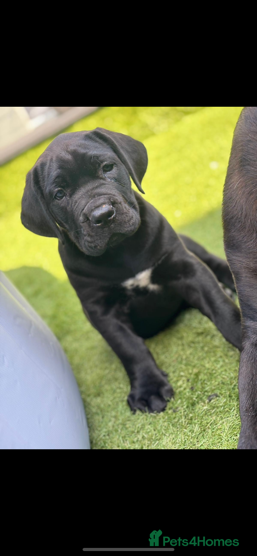 Cane Corso dogs 2 big cane Corso girls left ! Ready to go now  - Advert 5