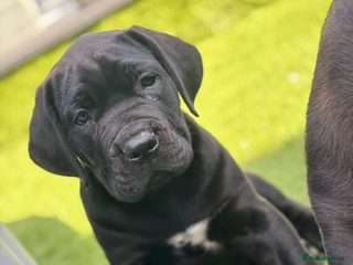 Cane Corso dogs 2 big cane Corso girls left ! Ready to go now - Advert 6