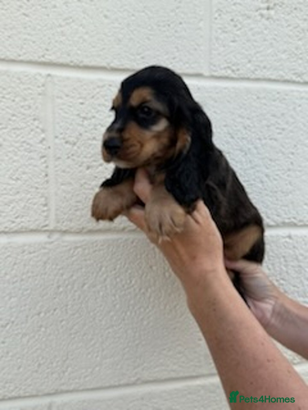 Cocker Spaniel dogs for sale: Cocker spaniel  - Image 2