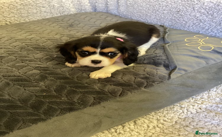 Cavalier King Charles Spaniel dogs - Advert 1
