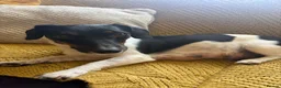 Jack Russell dogs for sale: Beautiful jack Russell puppies - Advert 1