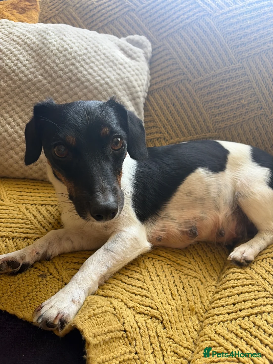 Jack Russell dogs for sale: Beautiful jack Russell puppies - Advert 1