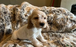 Cocker Spaniel dogs for sale: KC SHOW COCKERS - EXTENSIVE HEALTH TEST PARENTS - Advert 2