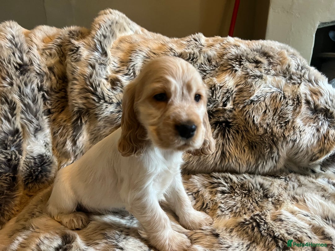 Cocker Spaniel dogs for sale: KC SHOW COCKERS - EXTENSIVE HEALTH TEST PARENTS - Advert 2