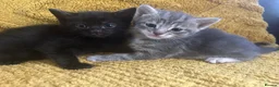 Domestic Shorthair cats for sale: 4 Beautiful Domestic Shorthair Kittens  - Advert 26
