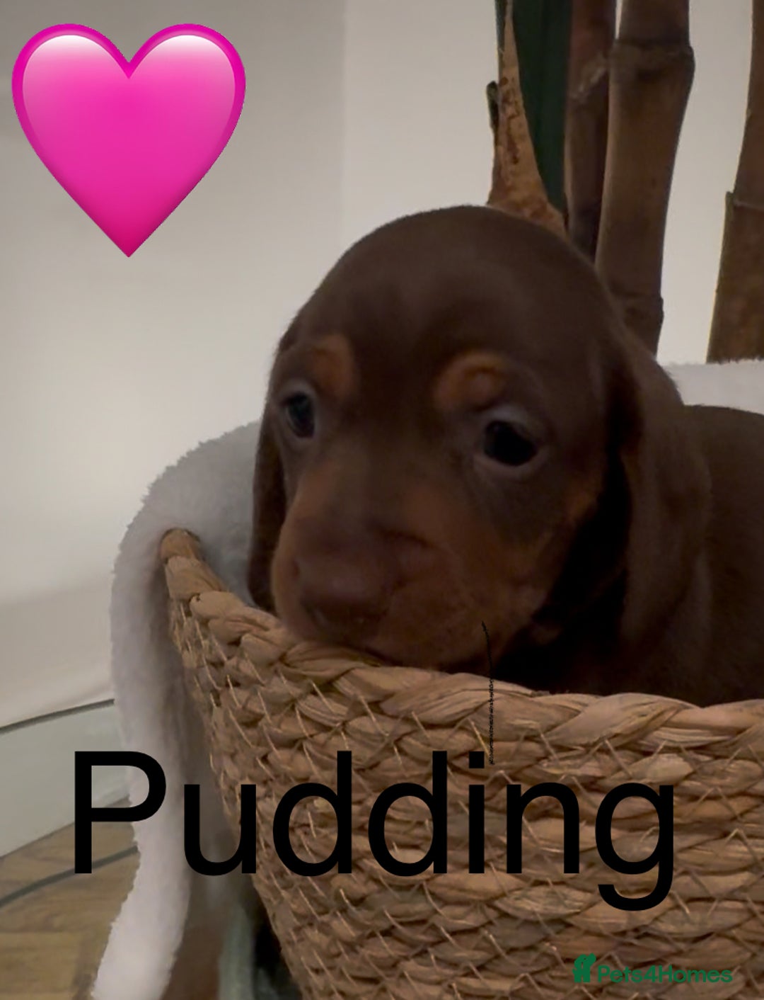 Miniature Dachshund dogs for sale: Miniature dachshund puppies  - Advert 10