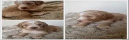 Labradoodle dogs for sale: READY NOW 1 Girl Remaining Labradoodles  - Advert 21