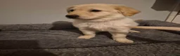 Mixed Breed dogs for sale: puppies - Advert 13