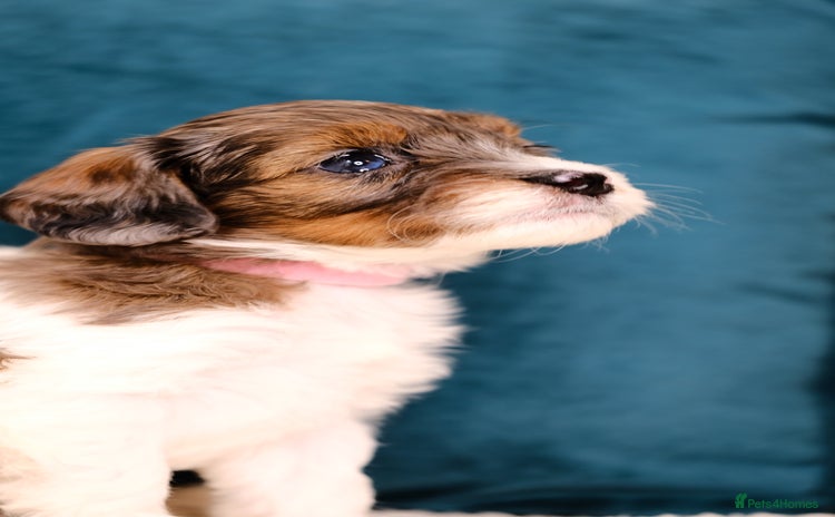 Mixed Breed dogs - Advert 1
