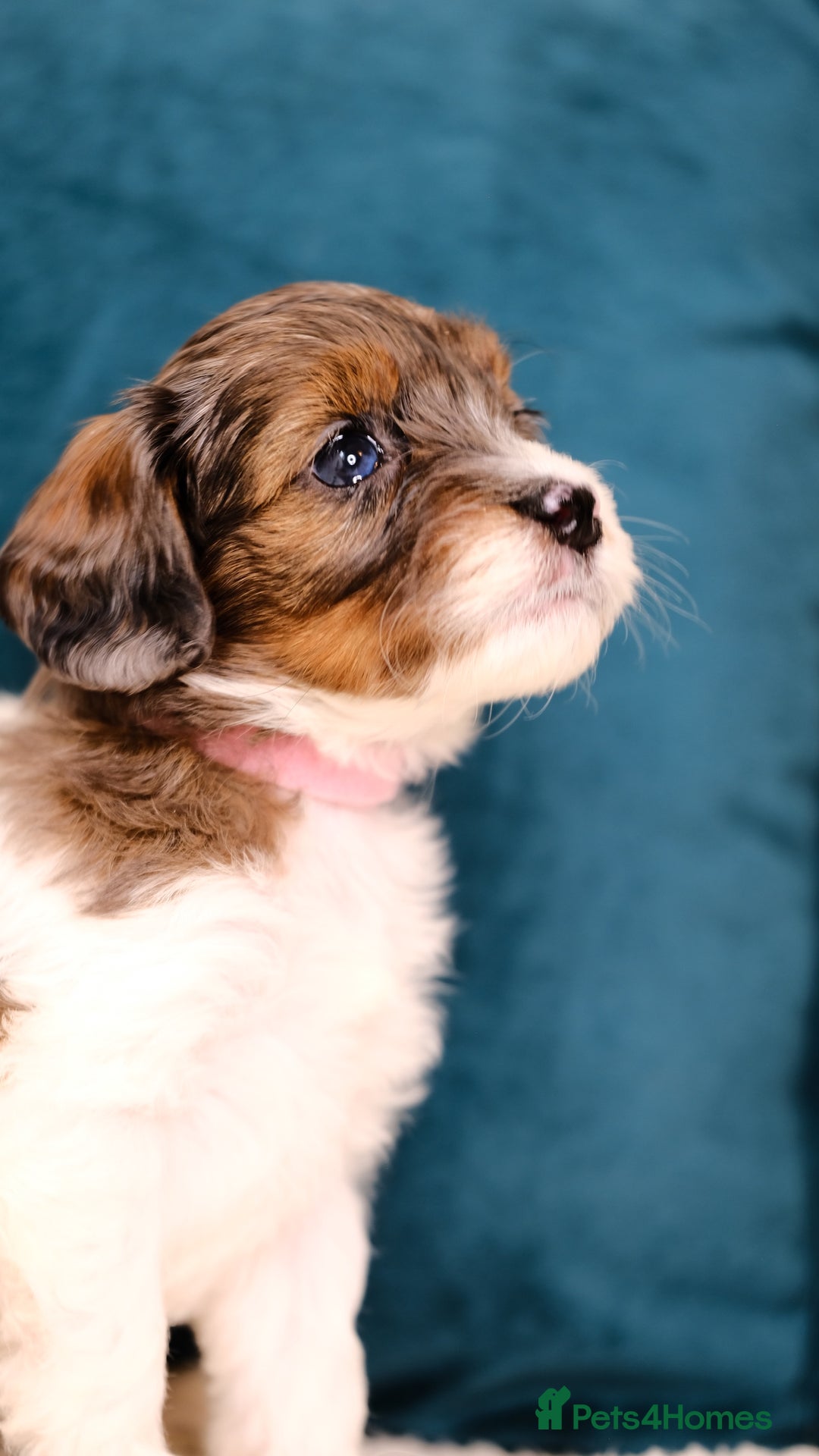 Mixed Breed dogs for sale: 8 UNIQUE Spaniel x Poodle Puppies - Image 21
