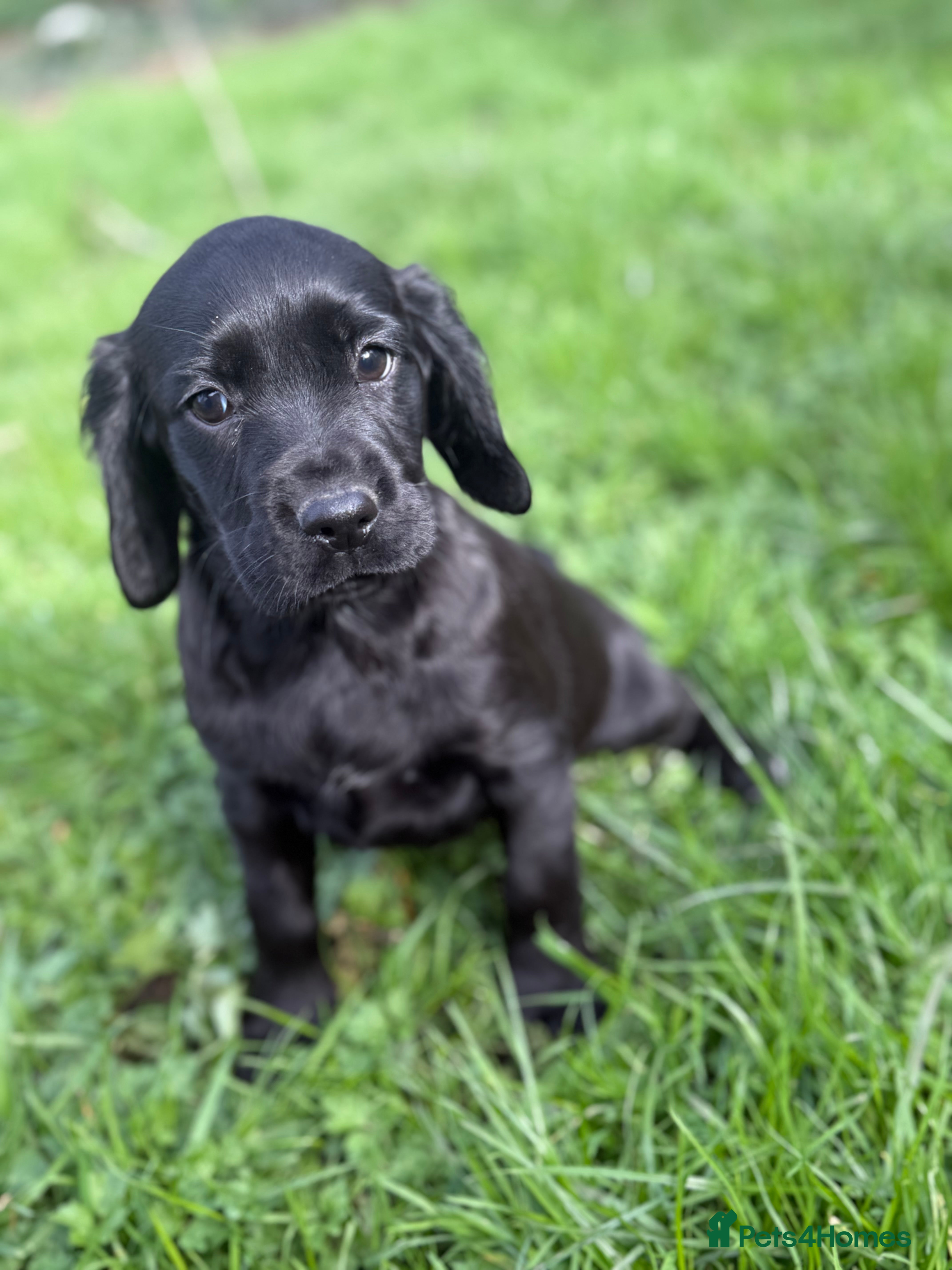 Cocker Spaniel dogs Ready now Stunning working cockers - Advert 13